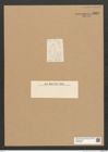 Diatomeae indet. Zeichnungen Sammlung Grunow Nr. 5821 (NHMW-BOT-W0374244)